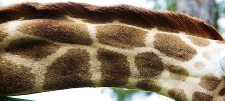 tête de une girafe, safari sur une zoo photo