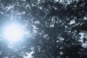 une ombragé arbre cette se tourne ses retour sur le Soleil mais devient magnifique lorsque vu de cette la perspective photo