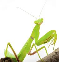 fermer de une prier vert mante. studio coup photo