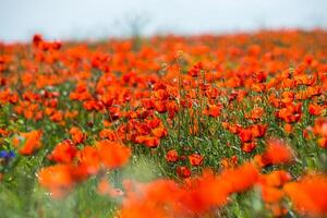 Naturel fleur Contexte. incroyable vue de coloré rouge coquelicot floraison. photo