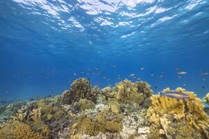 Marin la vie avec poisson, corail, et éponge dans le Caraïbes mer photo