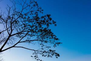 gros arbre silhouette le coucher du soleil photo