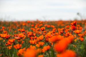 Naturel fleur Contexte. incroyable vue de coloré rouge coquelicot floraison. photo