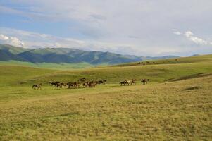 troupeau de le kazakh cheval, il est haute dans montagnes à près Almaty photo