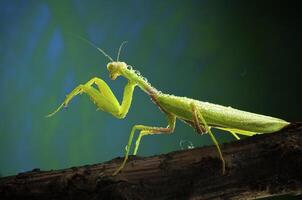 vert mante dans studio photo