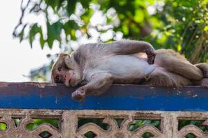 singe en train de dormir sur le clôture photo