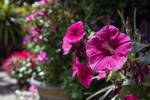 vibrant fleurs épanouissement dans jardin, trempage en haut le été ensoleillement photo