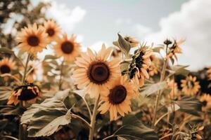 champ de tournesols balancement doucement dans le brise, leur brillant Jaune pétales tourné vers le Soleil photo