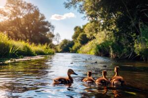 famille de canards nager dans étang, canetons Suivant étroitement derrière, charmant scène de faune photo