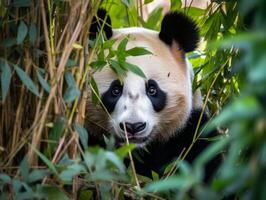 Panda émergente de dense bambou fourré photo