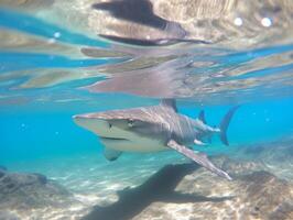 les requins nager dans cristal clair des eaux photo