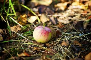 mûr Pomme sur une doux sol photo