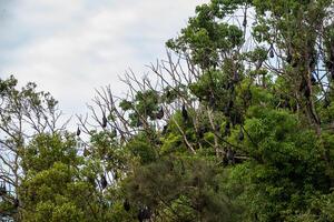 une troupeau de en volant renards. Australie. quinsland photo