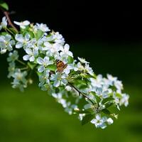 papillon Vanessa io sur Pomme arbre fleur photo