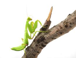 fermer de une prier vert mante. studio coup photo