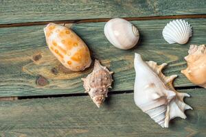 variété de mer coquilles sur une en bois Contexte photo