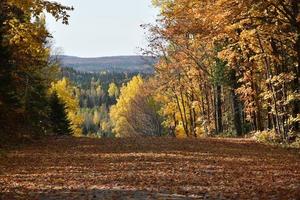 une route de campagne en automne photo