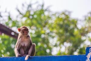 mère singe trouver bébé sur clôture photo