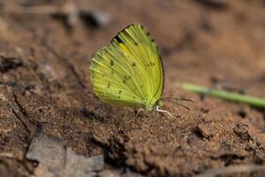 papillon jaune sur le terrain photo