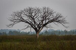 mort arbre et ciel photo