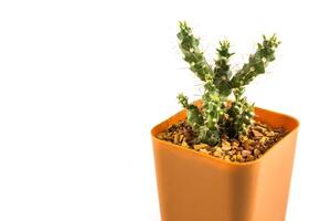 cactus dans le petit pot photo
