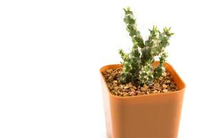 cactus dans le petit pot photo