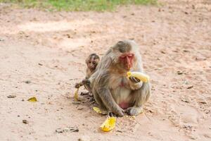 mère singe et bébé singe est assis sur le le sable photo