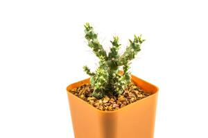 cactus dans le petit pot photo
