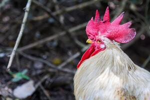 coq à la recherche pour le autre photo