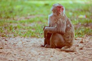 seul singe séance sur le herbe photo