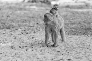 Jeune singe, singe sur le retour de c'est mère photo