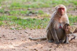 mère singe et bébé singe photo