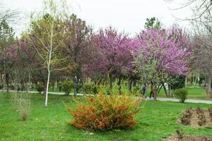 épanouissement des arbres dans printemps photo