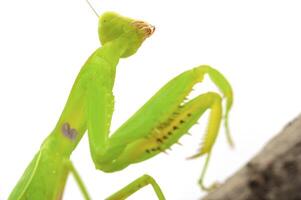 fermer de une prier vert mante. studio coup photo