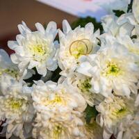 deux mariage anneaux sur une Naturel Contexte photo