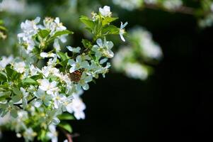 papillon Vanessa io sur Pomme arbre fleur photo