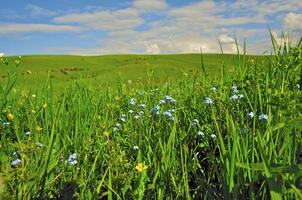 sauvage fleur dans le monter photo