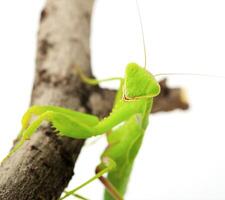 fermer de une prier vert mante. studio coup photo