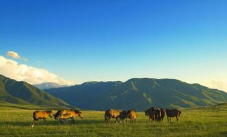 de les chevaux il est réussi dans le alpin Prairie photo