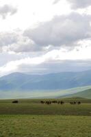 assy vallée, Almaty Région photo