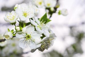 le Cerise arbre est dans Floraison photo