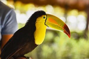 proche en haut portrait de une toucan photo