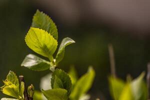 proche en haut de une vert feuille sur une arbre photo