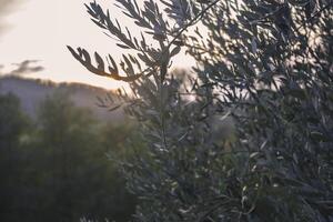 branches d'olivier au coucher du soleil 3 photo