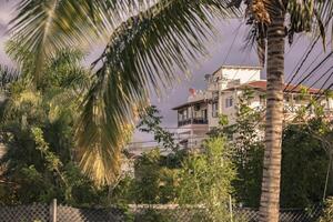 palmier et maisons en république dominicaine photo