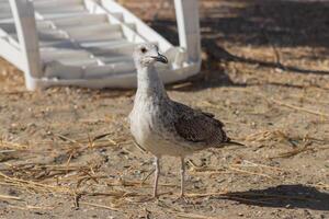 photo de une mouette relaxant par le mer rive