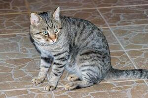 fermer photo de un adorable mignonne chat