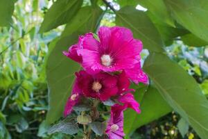 coloré sauvage fleur croissance dans le jardin photo