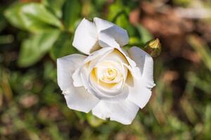 proche en haut photo de une blanc Rose