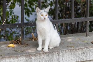 proche en haut photo de un adorable chat